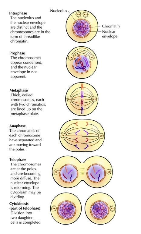 Phases Of Mitosis Interphase