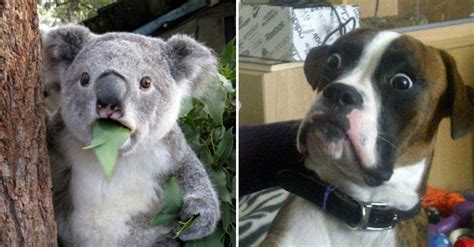 23 Hilarious Photos Of Surprised Animals