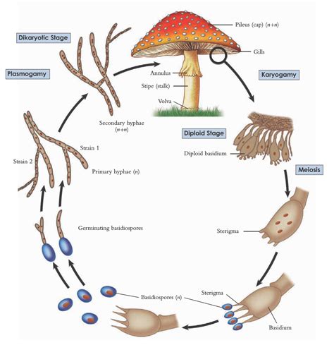 Fungi Life Cycle Steps Natisha Hutchison