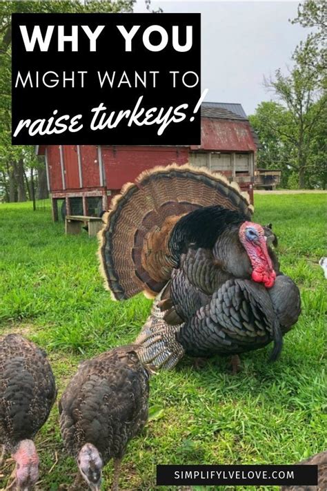 Why We Love Raising Turkeys On The Homestead Raising Turkeys Turkey