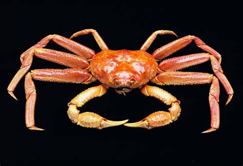 Deckboss A Mixed Outlook For Alaska Crab