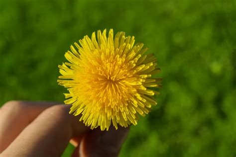 Yellow Dandelion Flower · Free Stock Photo