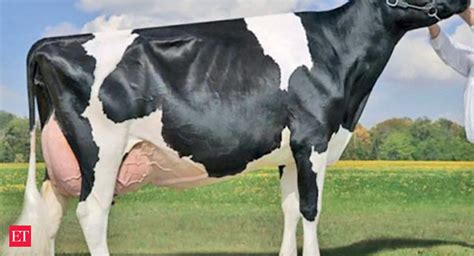 What Is The Most Expensive Breed Of Cow All About Cow Photos