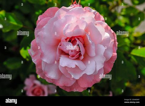 Beautifulroses Hi Res Stock Photography And Images Alamy
