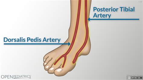 Pin By Xiao Qing On Med Notes Fundamentals Of Nursing Arteries