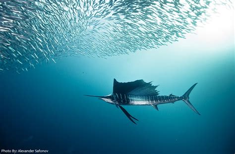 Interesting Facts About Sailfish Just Fun Facts