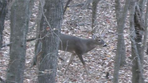 Crazy Rut Action Bowhunting The First Week Of November ‘23 Deer