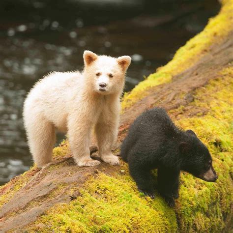 Bear Cubs The Kermode Bear Also Known As The Spirit Bear Is A Rare