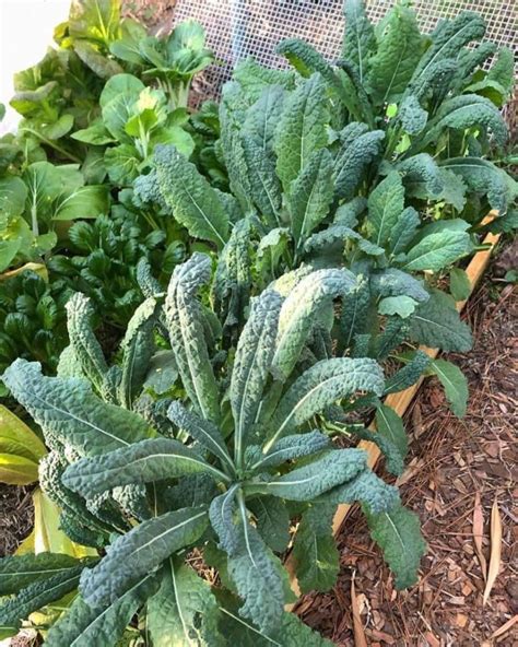 16 Easiest Vegetables To Grow Fast Harvest For Beginners Growing