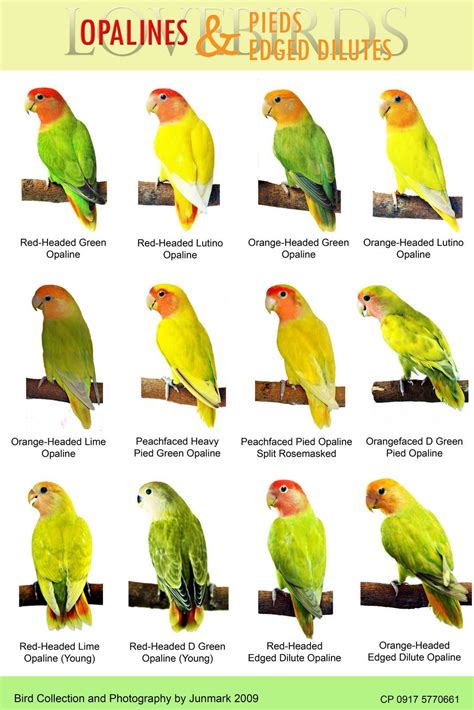 Bird Chart Of Lovebirds Pinost 22nd December 2011 Ni Jun African