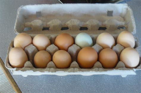 Fresh eggs from heritage chickens | Heritage chickens, Heritage chicken breeds, Fresh eggs