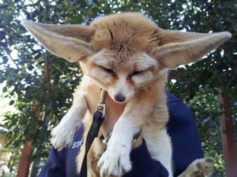 Ridiculously Giant Ears Way Too Cute For Words Cute Little Animals