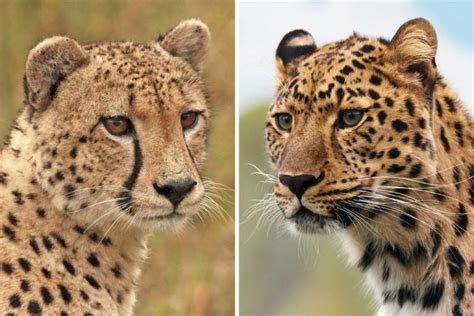 Cheetah Vs Leopard Animal Names