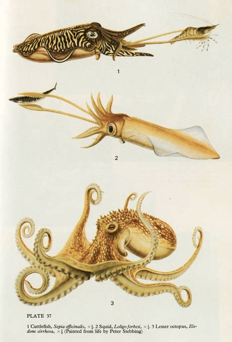 Cuttlefish Vs Squid Vs Octopus