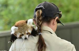 Melbourne Zoos Red Panda Cubs Are Given Injections During A Vet Check
