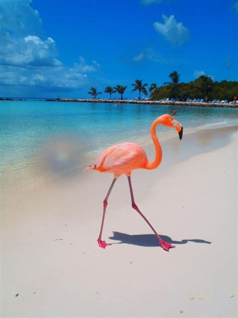 Bright Aruba I Will Be There In September Aruba Beach Flamingo