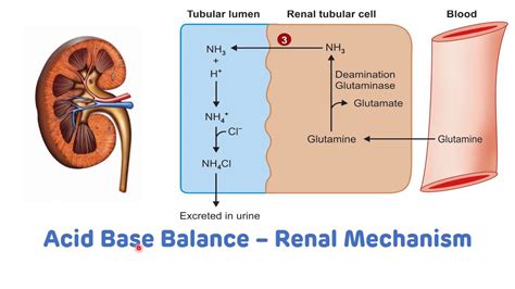 Renal Mechanism For The Regulation Of Ph Acid Base Balance Youtube