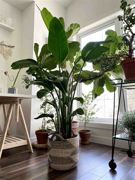 Baskets For Your Indoor Plants My Tasteful Space In 2020 Tall
