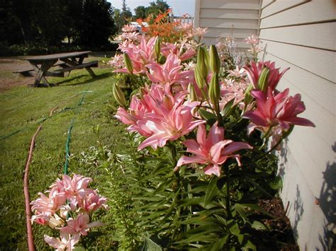 The Suburban Gardener Lily Bulbs From Ebay