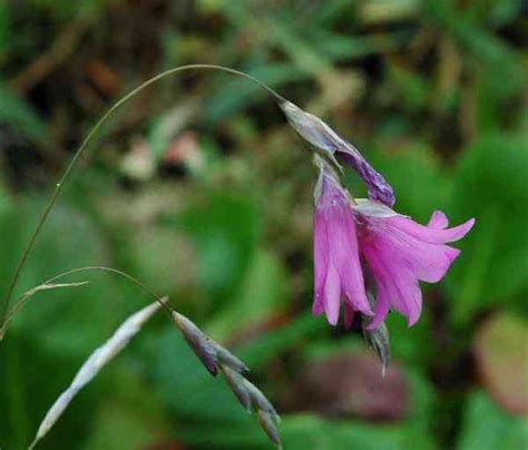 Check spelling or type a new query. flowers for flower lovers.: Coral bell flowers pictures.