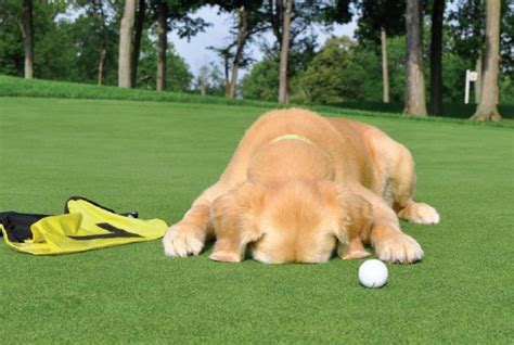 Golf Course Working Dogs Have Very Own Calendar Golf Humor Working