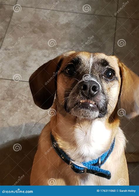 Puggle Puppy Dog Funny Teeth Face Stock Photo Image Of Face Puggle