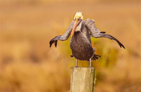 Of The Funniest Finalists In The Comedy Wildlife Photo Awards