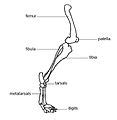 Cats have highly specialized teeth for killing prey and tearing meat. Category:Dog leg bones - Wikimedia Commons