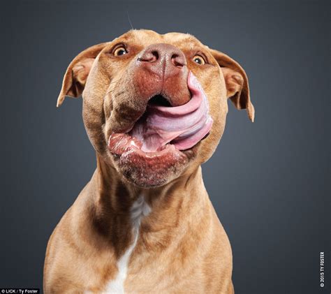 Photographer Ty Fosters Project Shows Dogs Licking