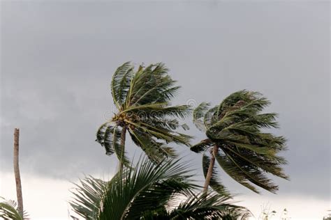 Wind Blowing On Coconut Palm Tree Before It Is Going To Rain Stock