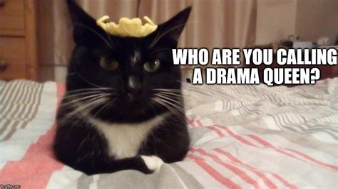 Drama Queen Kitties 30 Memes Showcasing How Hilariously Dramatic Cats