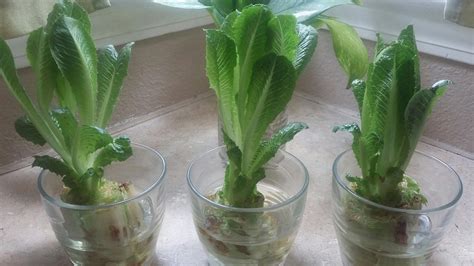 A Little Mommy Help Regrowing Romaine Lettuce