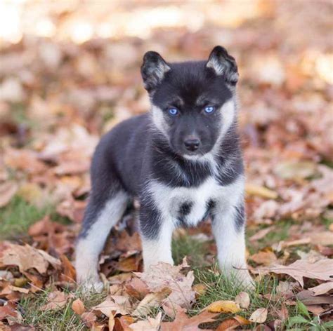 Most german shepherd husky mixes are loyal, making them a good pet for a family with children or for owners who are older. German Shepherd Mix Puppies Oregon | PETSIDI