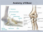 Elbow – Optimum Orthopaedics