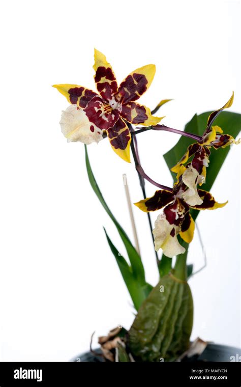 Dancing Lady Orchid Golden Shower Orchid Oncidium Stock Photo Alamy