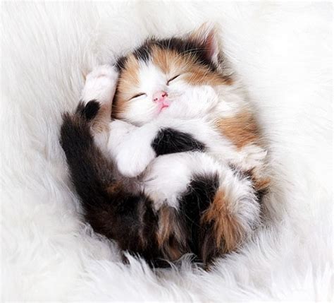 Meet The Worlds Cutest Kittens Ever 10 Women Daily Magazine