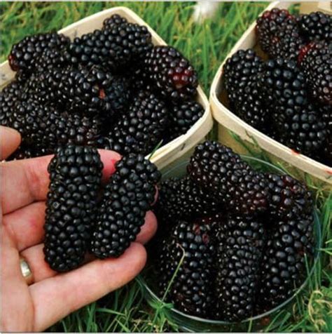 100pcs Giant Thornless Blackbeery Seeds Antioxidant Fruit Raspberry Fruit