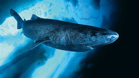 Grönlandhaie zählen zudem zu den größten haien. Grönlandhai: Der große Unbekannte - GEOlino