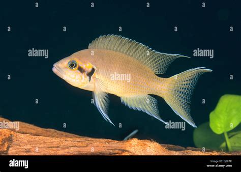 Fairy Cichlid Lamprologus Brichardi Hi Res Stock Photography And Images