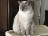 My blue mink mitted Ragdoll, Blue Valentino, looking very regal ...
