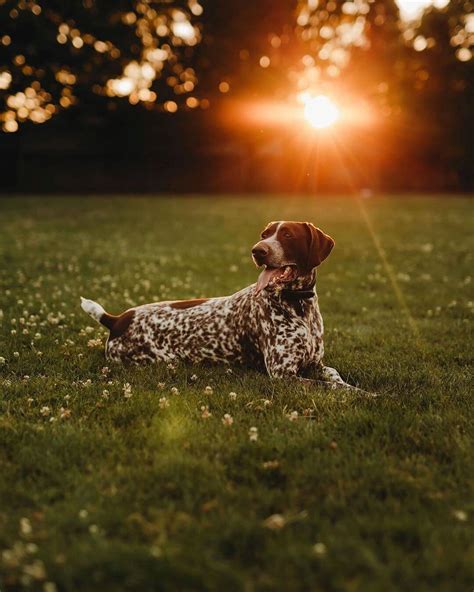 14 Pictures Only German Shorthaired Pointer Owners Will Think Are Funny ...