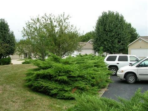 How Do You Trim These Junipers And Blue Spruce Lawn Care Forum