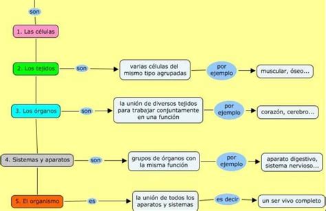 Organizaci N De Los Seres Vivos Niveles Tejidos Y Organos Clasificacion De Seres Vivos Seres