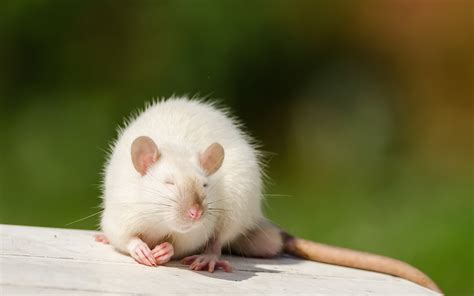 Wallpaper White Rat 2560x1600 Hd Picture Image