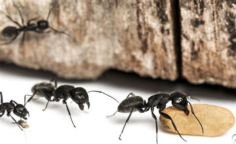 Here are five of the best carpenter ants killers that usually work in. Get Rid of Carpenter Ants Naturally - Preventing Ant ...