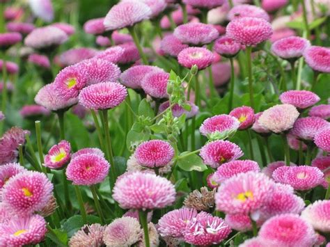 Description Name Pink English Daisy Scientific Name Bellis Perennis Color Pink Plant Seeds