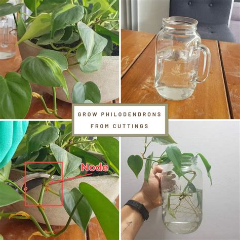 How To Grow Philodendron Indoors Planter Galleria