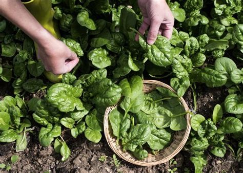 How To Plant Spinach Plant Instructions