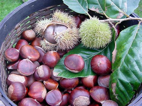 Temperate Climate Permaculture Permaculture Plants Chestnuts
