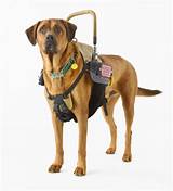 Service Dogs In Public Pictures